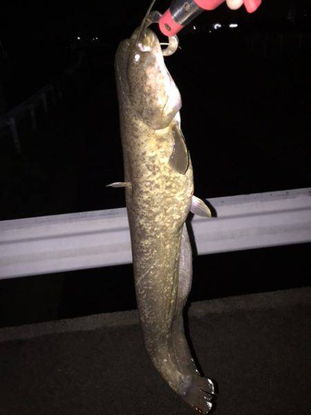 雨+増水+濁り＝絶対